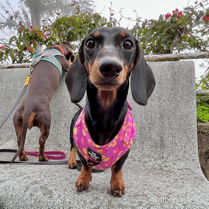 PINK LEMONADE | Adjustable Harness