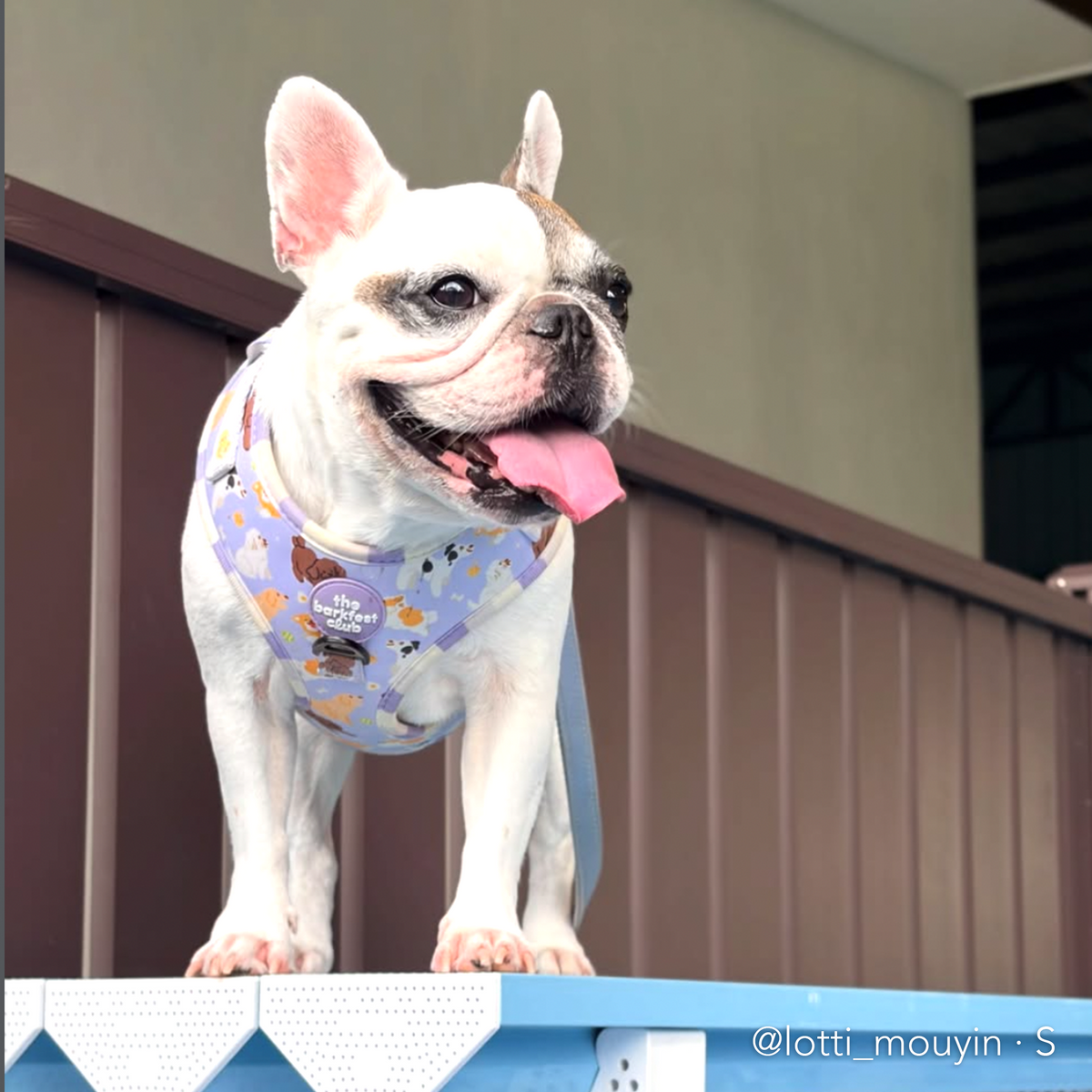PAW BUDDIES  | Adjustable Harness