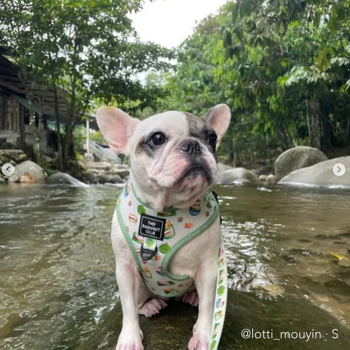 THE MALAYSIAN FOODIE | Adjustable Harness