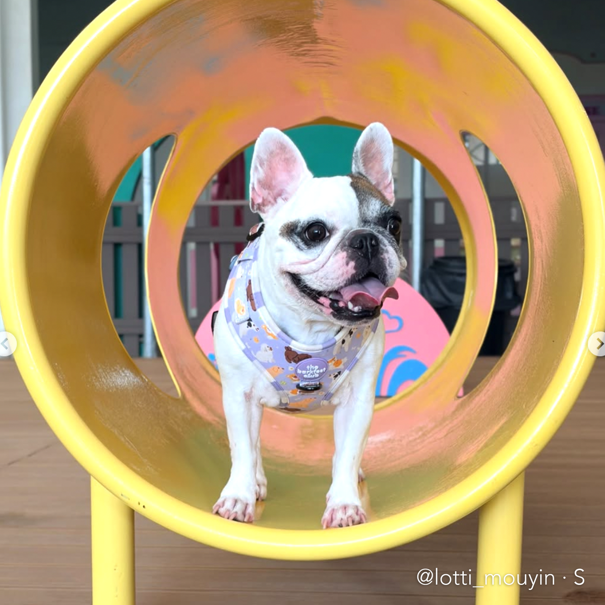 PAW BUDDIES  | Adjustable Harness