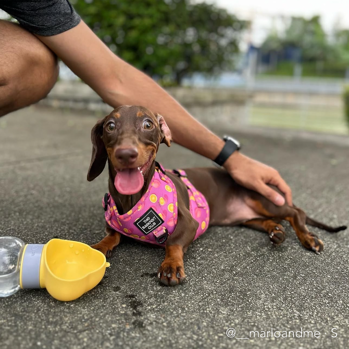 PINK LEMONADE | Adjustable Harness