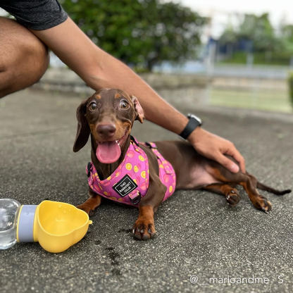 PINK LEMONADE | Adjustable Harness
