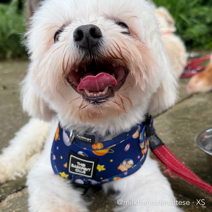 PUP, PUP & AWAY | Adjustable Harness