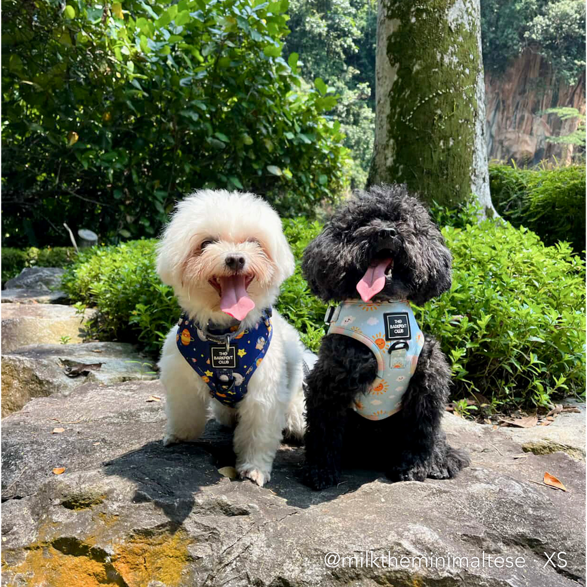 PUP, PUP & AWAY | Adjustable Harness