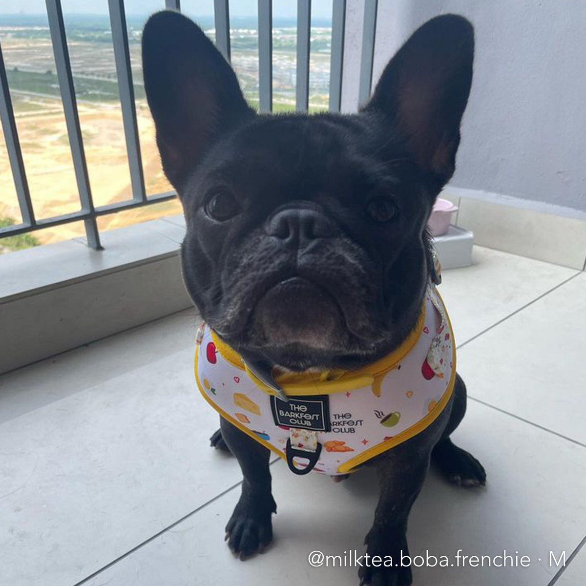 THE BARKFEST BREAKFAST | Adjustable Harness
