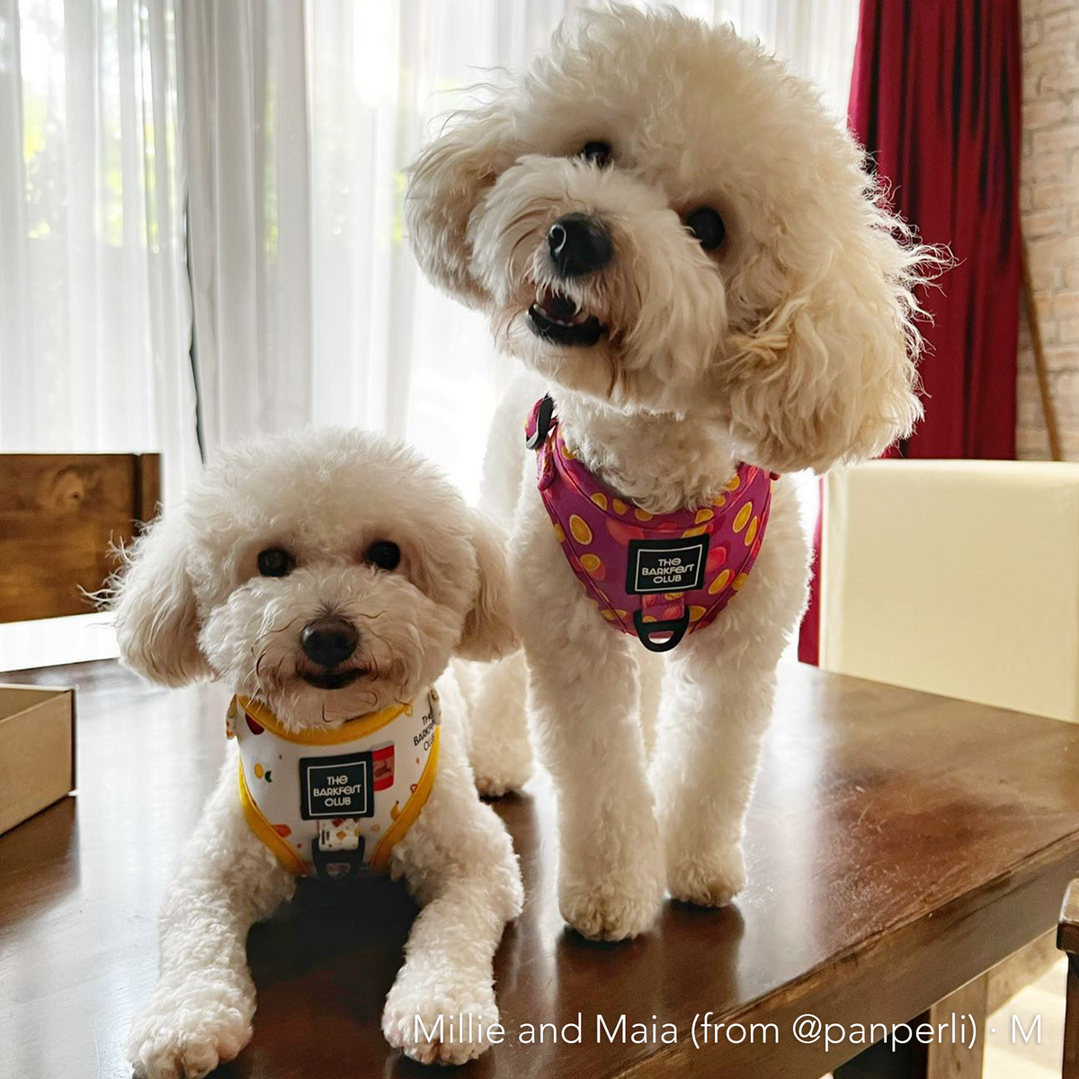 PINK LEMONADE | Adjustable Harness