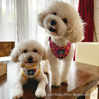 THE BARKFEST BREAKFAST | Adjustable Harness