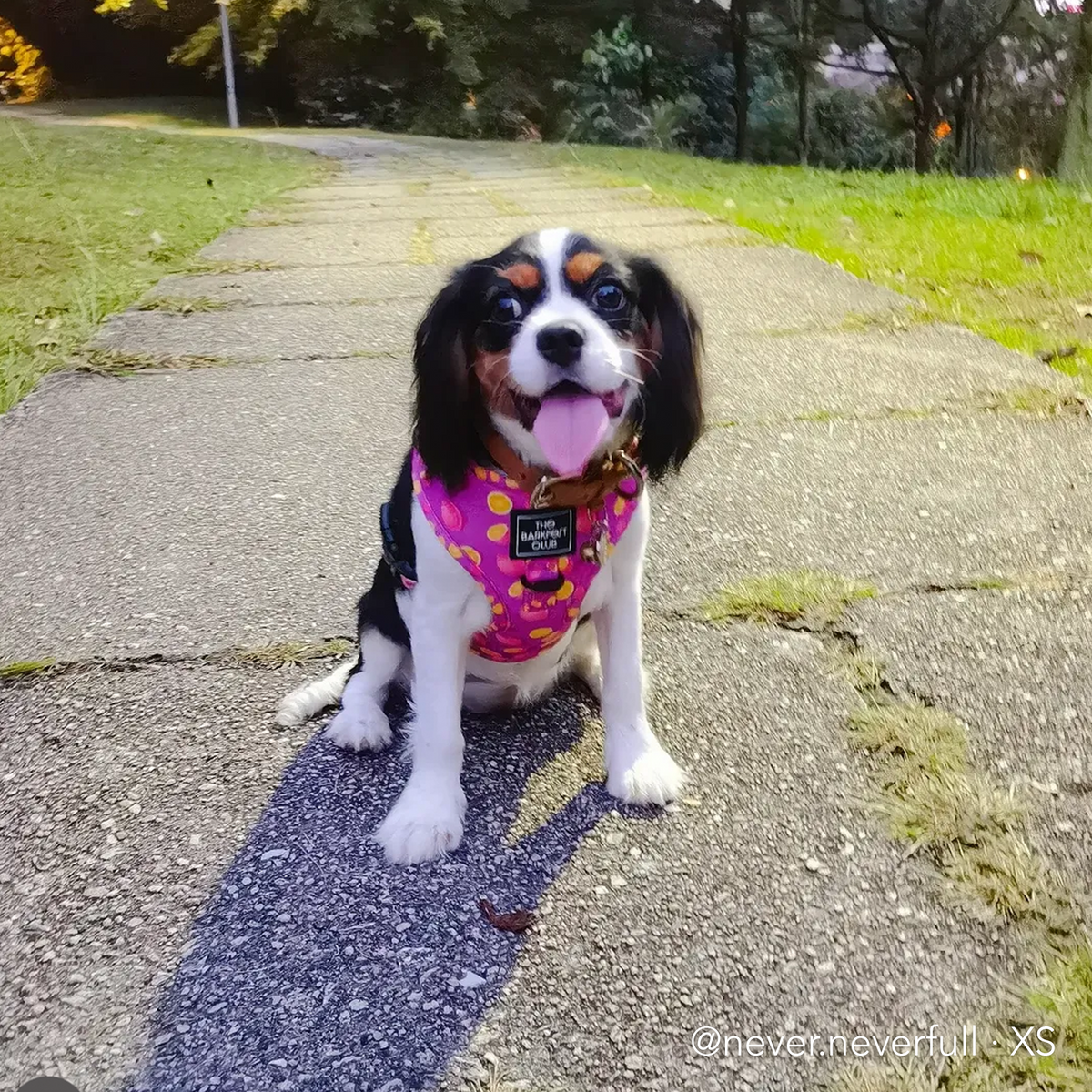 PINK LEMONADE | Adjustable Harness