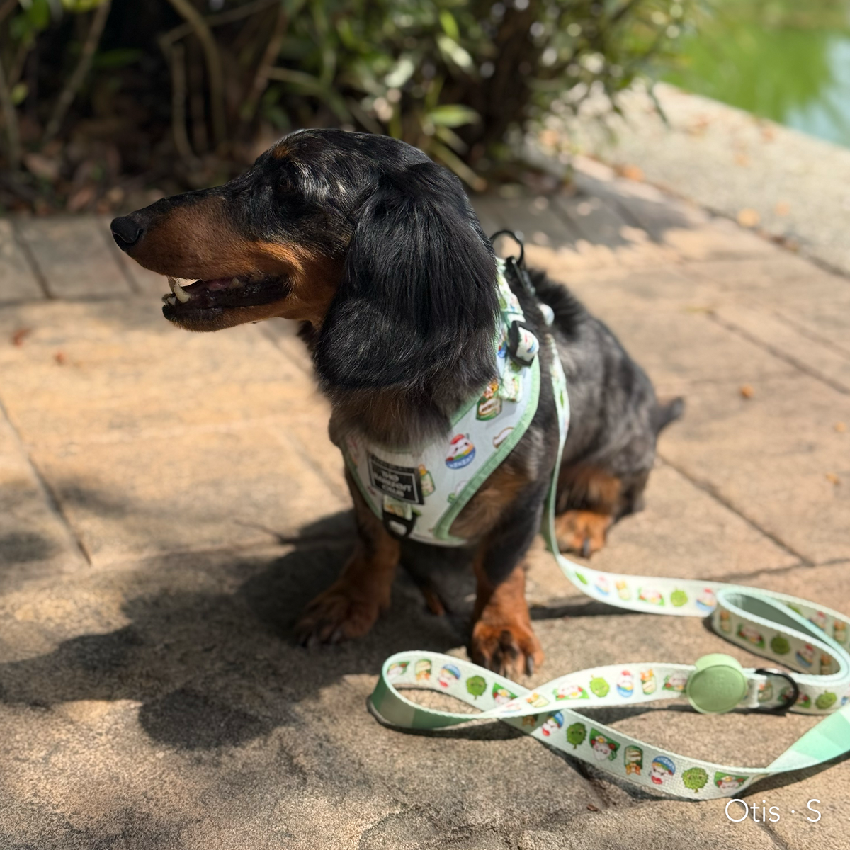 THE MALAYSIAN FOODIE | Adjustable Harness
