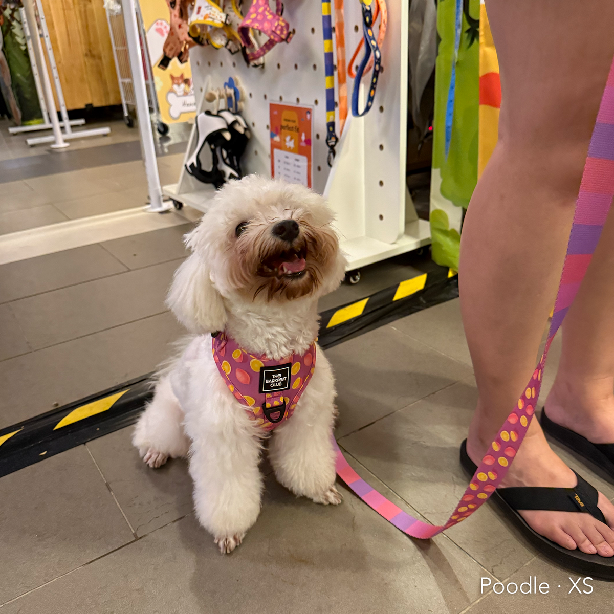 PINK LEMONADE | Adjustable Harness