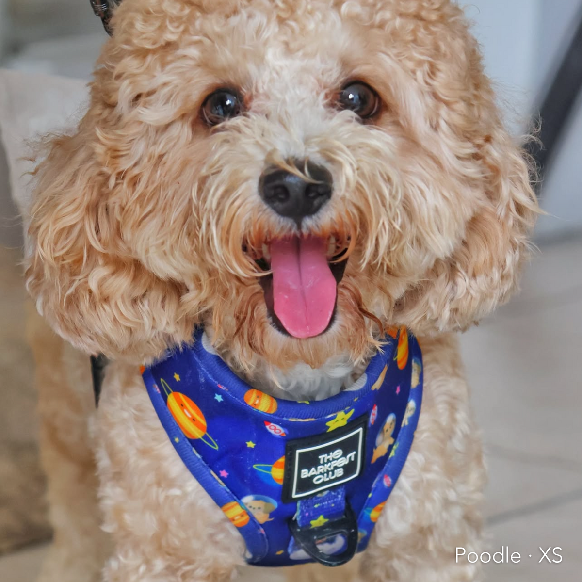 PUP, PUP & AWAY | Adjustable Harness
