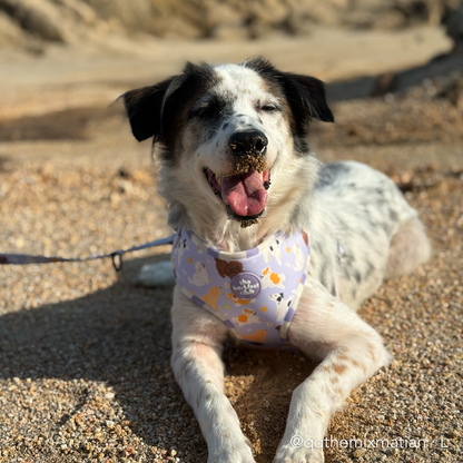 PAW BUDDIES  | Adjustable Harness