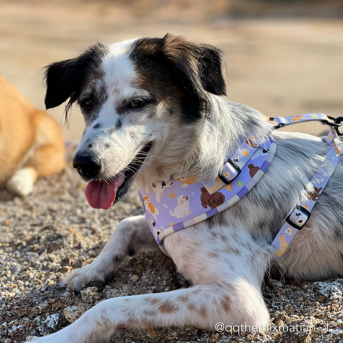 PAW BUDDIES  | Adjustable Harness