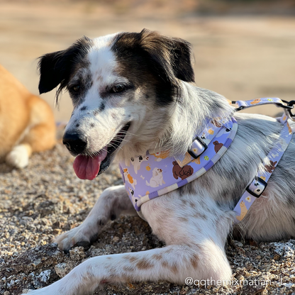 PAW BUDDIES  | Adjustable Harness