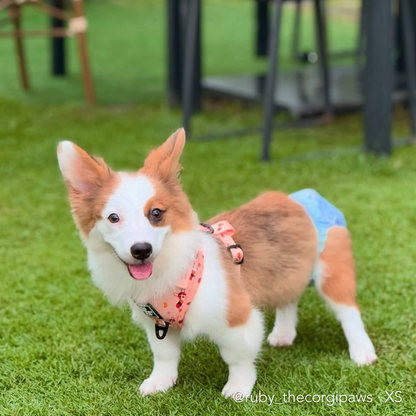 PEACHY BUTT CORGI | Adjustable Harness