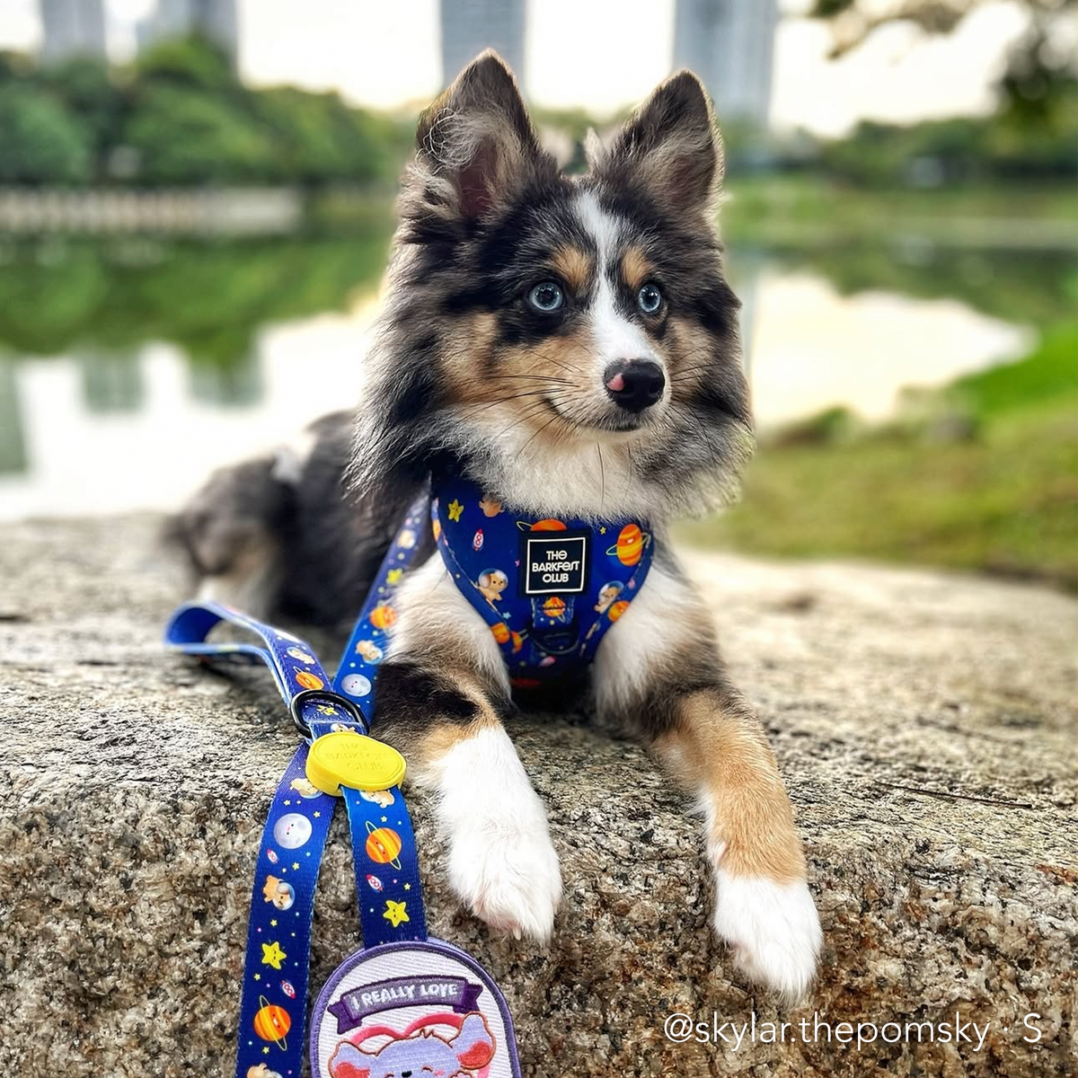 PUP, PUP & AWAY | Adjustable Harness