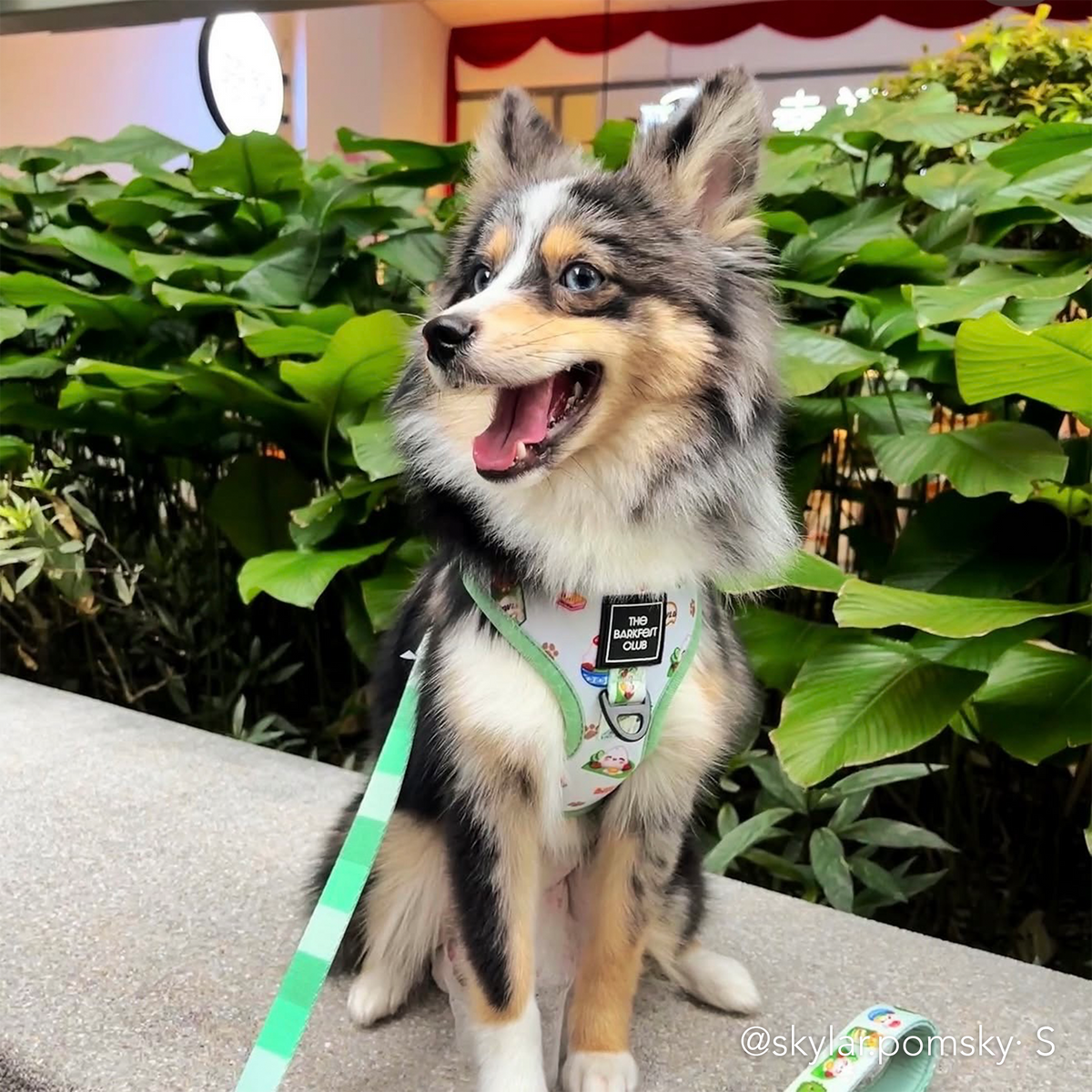 THE MALAYSIAN FOODIE | Adjustable Harness