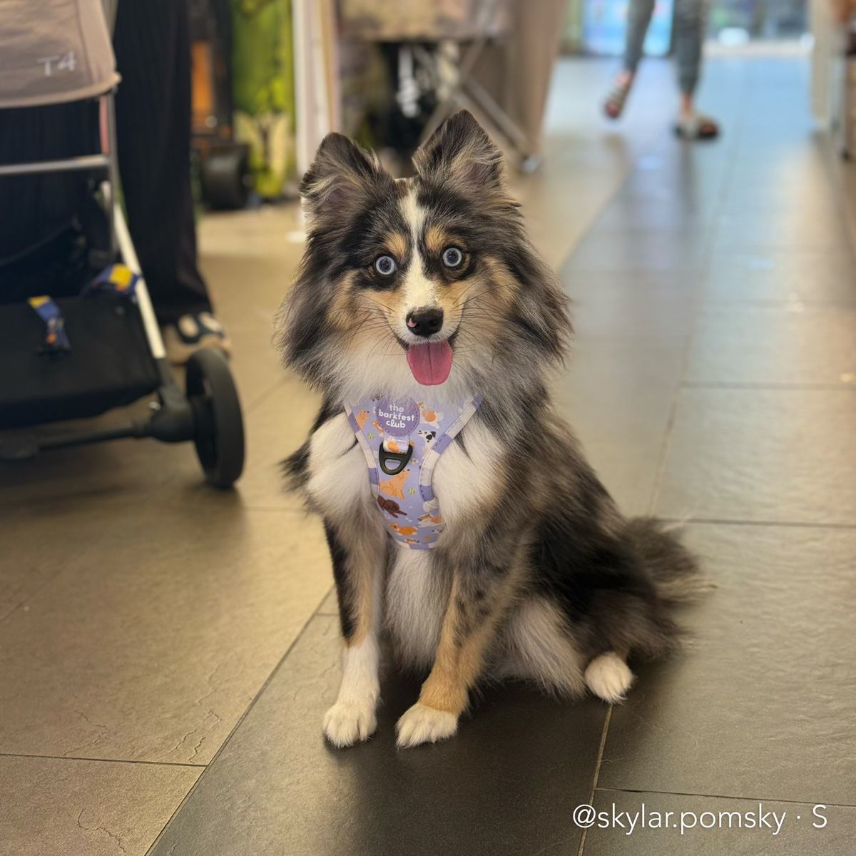 PAW BUDDIES  | Adjustable Harness