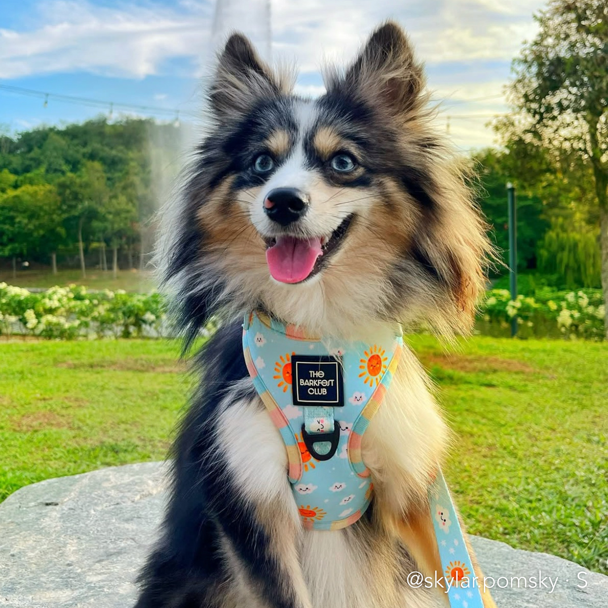 SUNNY-SIDE PUP | Adjustable Harness