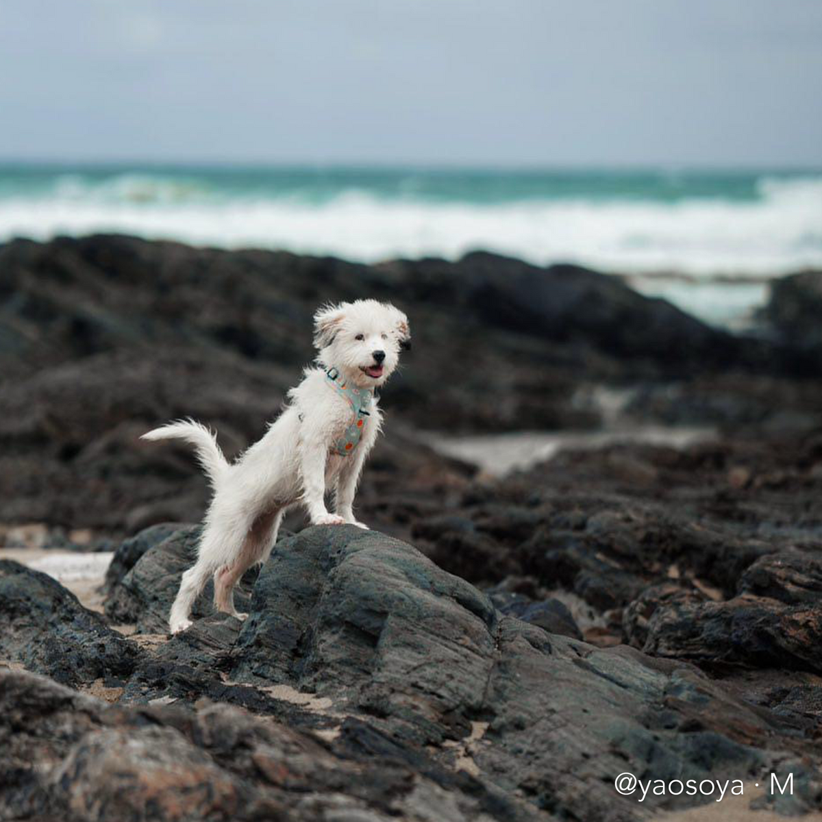 SUNNY-SIDE PUP | Adjustable Harness