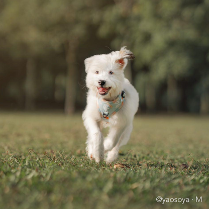 SUNNY-SIDE PUP | Adjustable Harness