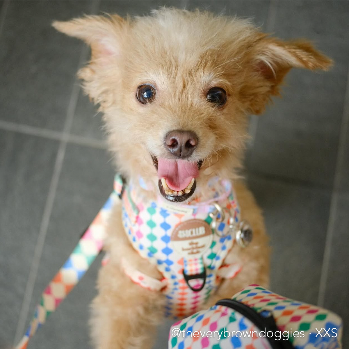 CÉLESTE - SISCLUB x The Barkfest Club | Adjustable Harness