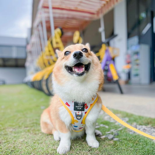 THE BARKFEST BREAKFAST | Bundle