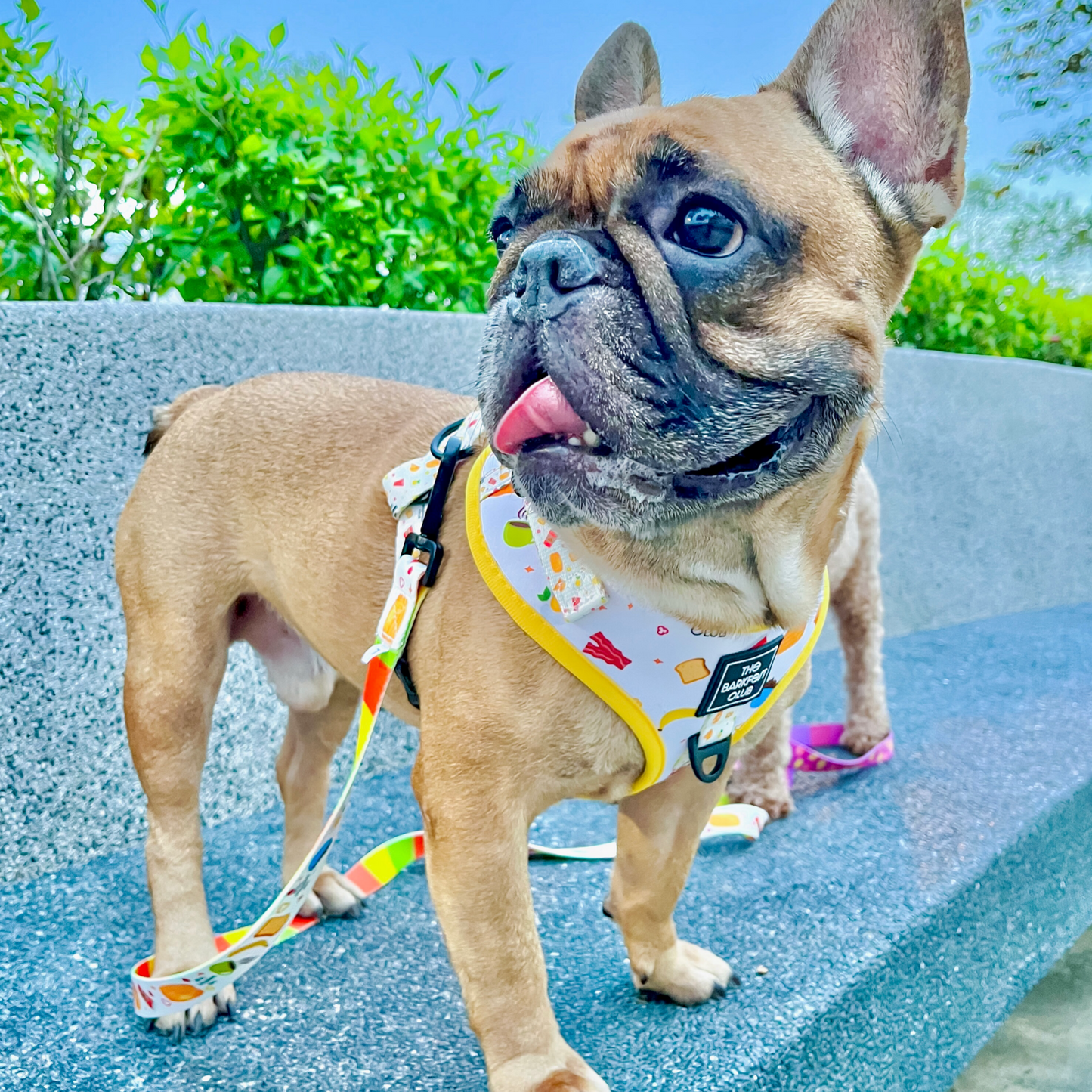 THE BARKFEST BREAKFAST | Adjustable Harness